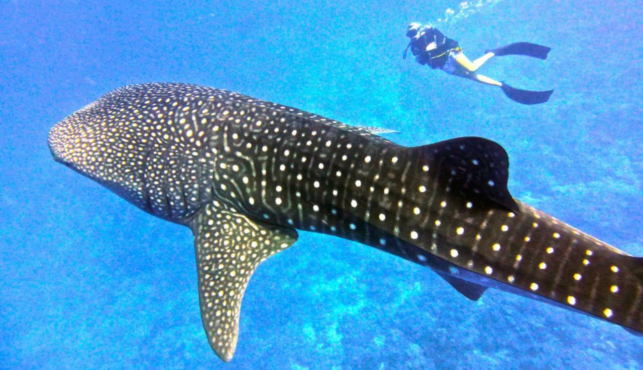 Vakarufalhi Maldives Dhangethi Eksteriør bilde